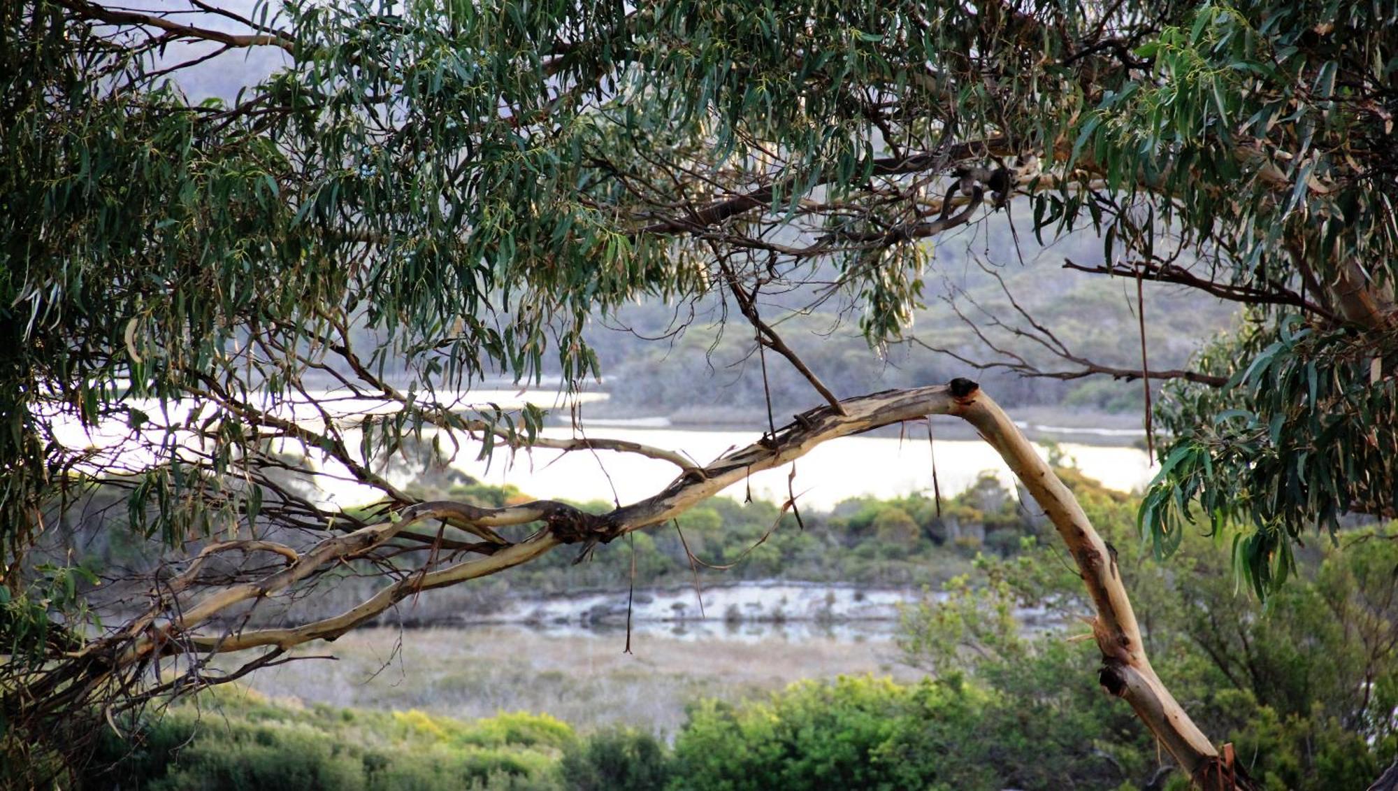 Kingfisher Cottage Beachfront At The Binalong Bay Экстерьер фото